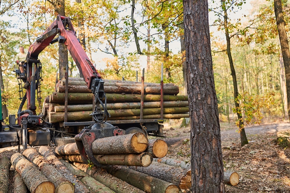 A logger loads a huge log bundle on to a truck
