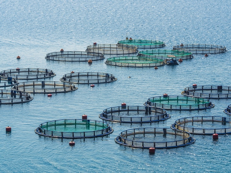 A fish farm