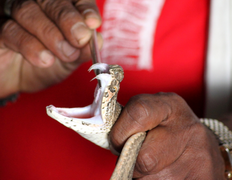 Milking a snake