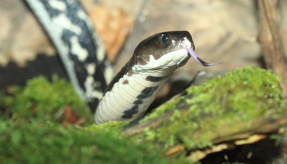An IndoChinese spitting cobra