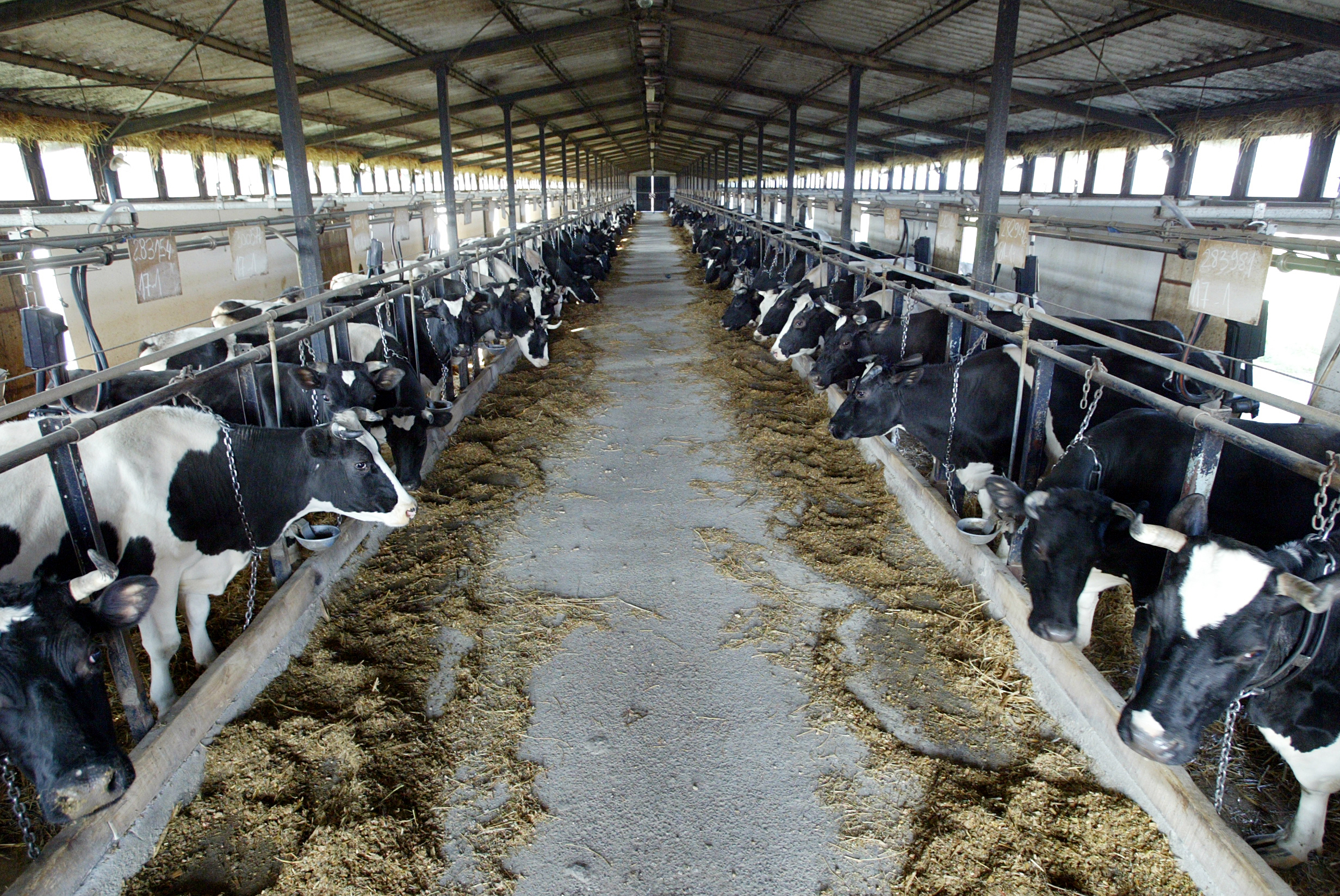 Dairy Farm