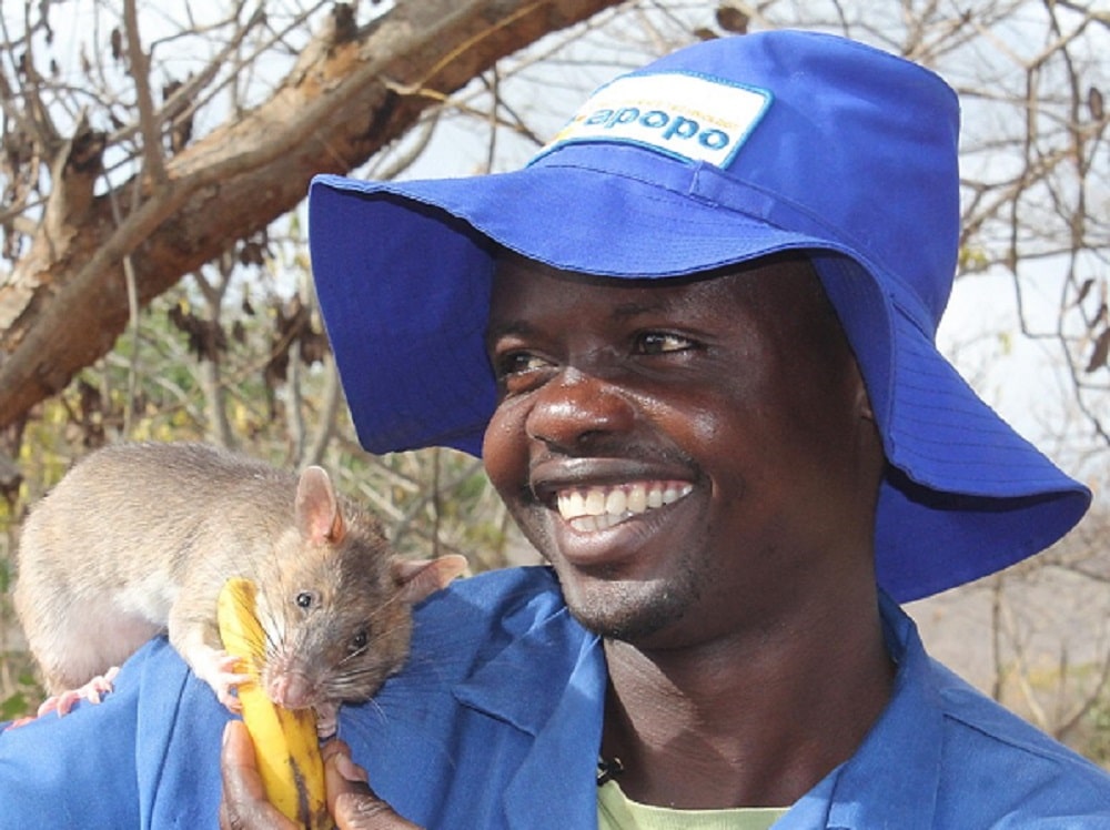 A man with a African giant pouched rat