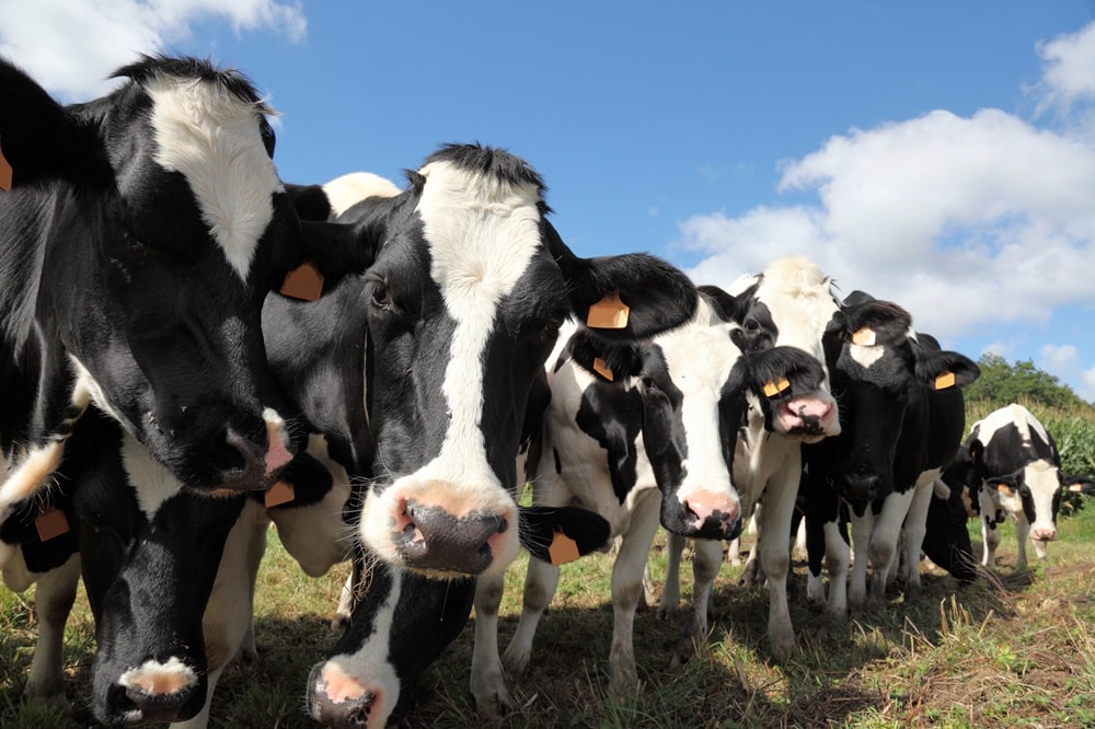 A group of black and white cows