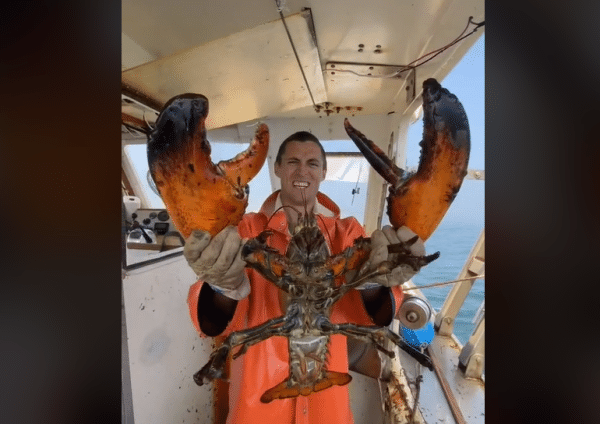 Jacob Knowles with a giant lobster