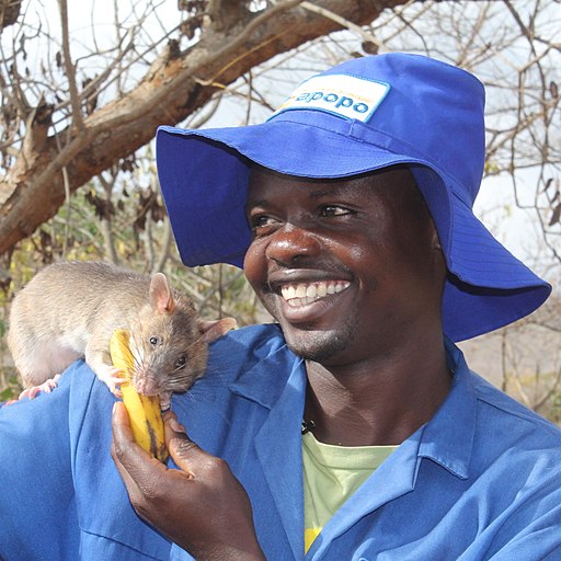 A man with a African giant pouched rat