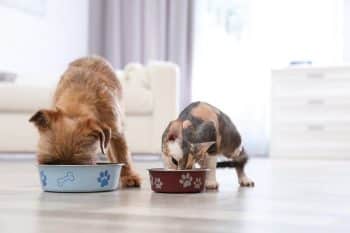 A dog and cat have their dinner together