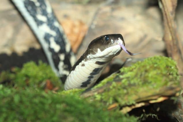 An IndoChinese spitting cobra