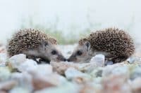 A pair of hedgehogs