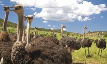 A group of ostriches