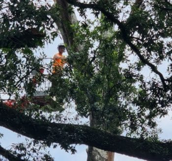 A tree surgeon works at the top of a large tree